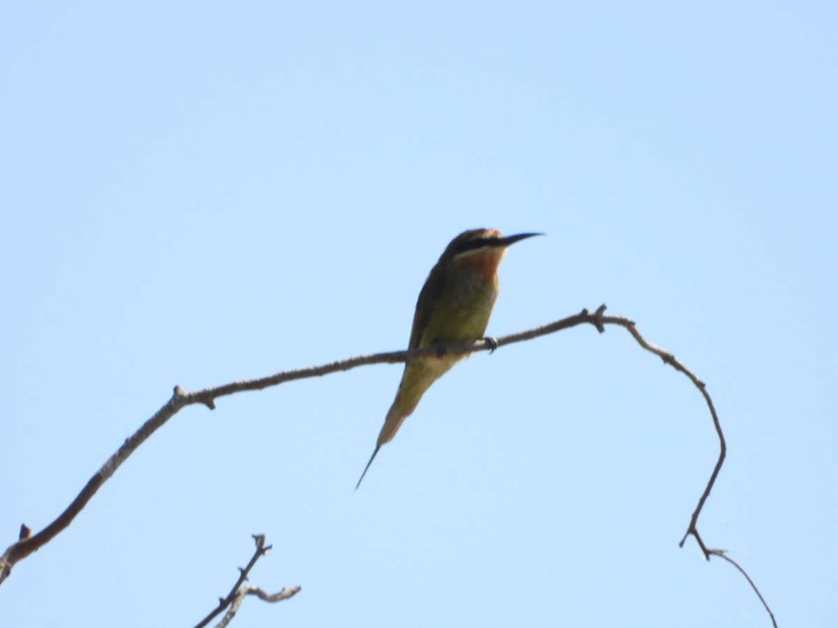 Madagascar Bee-eater - ML620676206