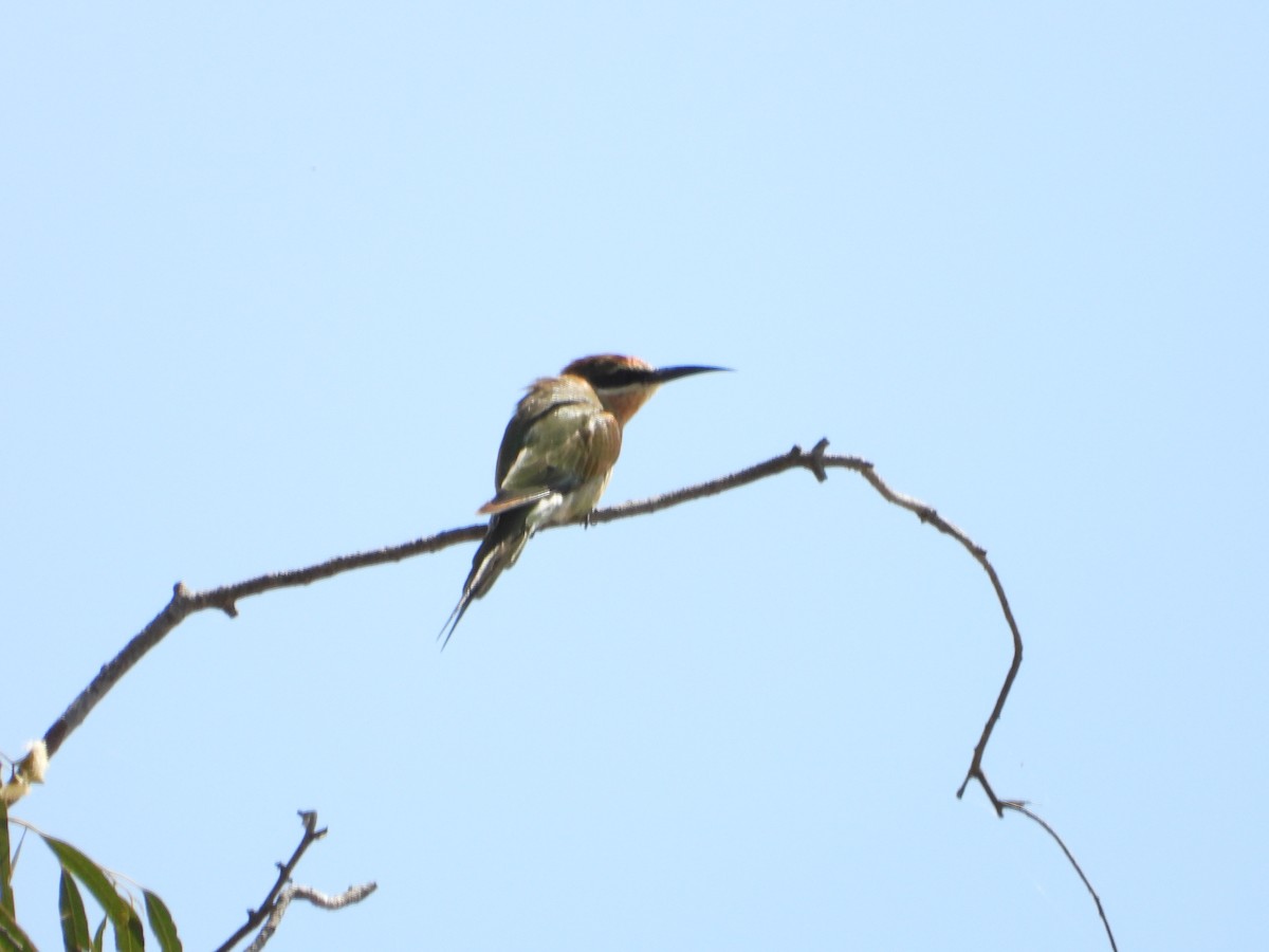 Madagascar Bee-eater - ML620676207