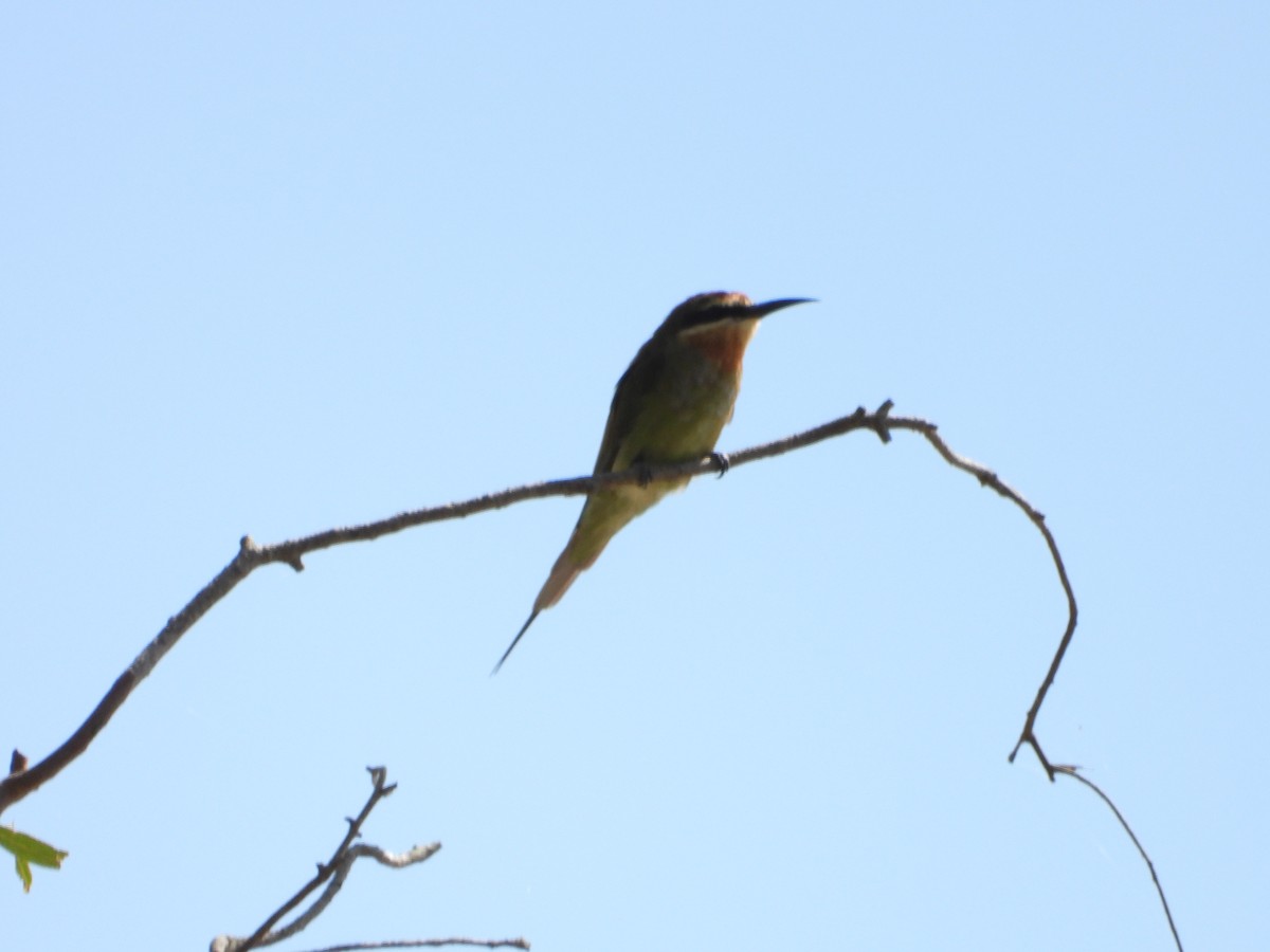 Madagascar Bee-eater - ML620676209