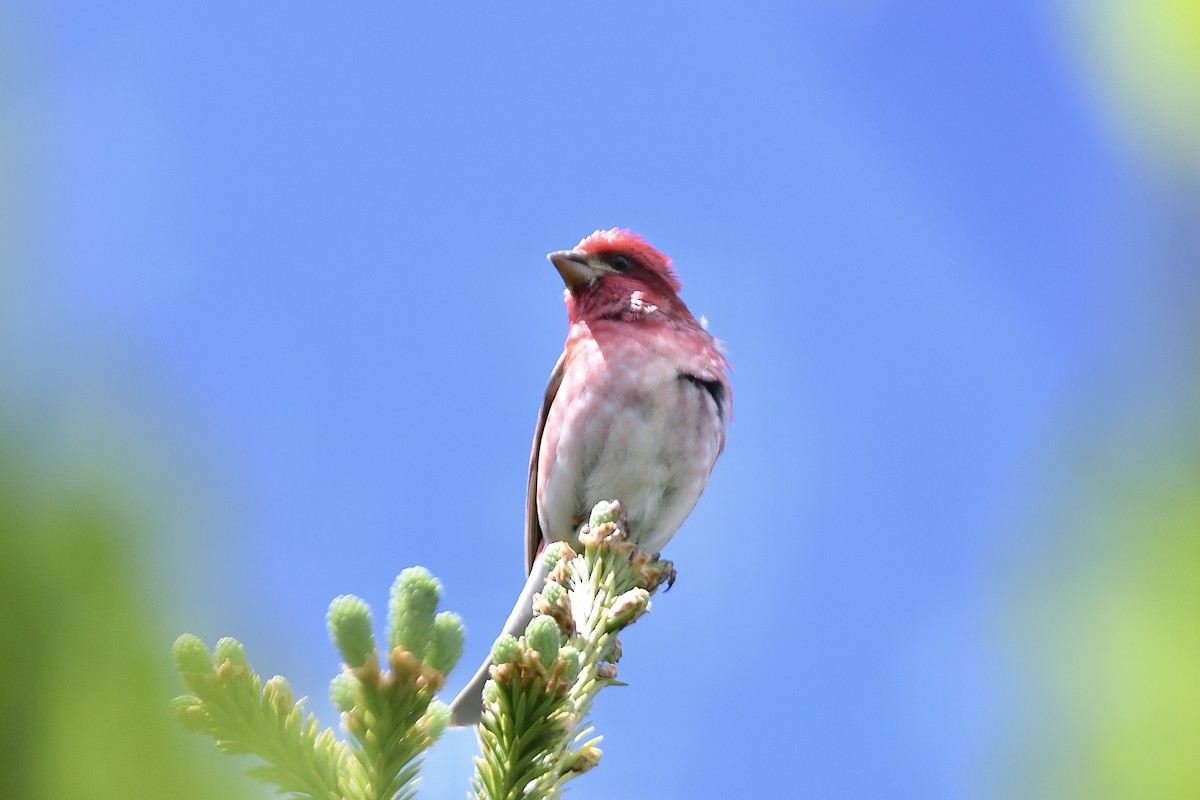 Purple Finch (Eastern) - ML620676210