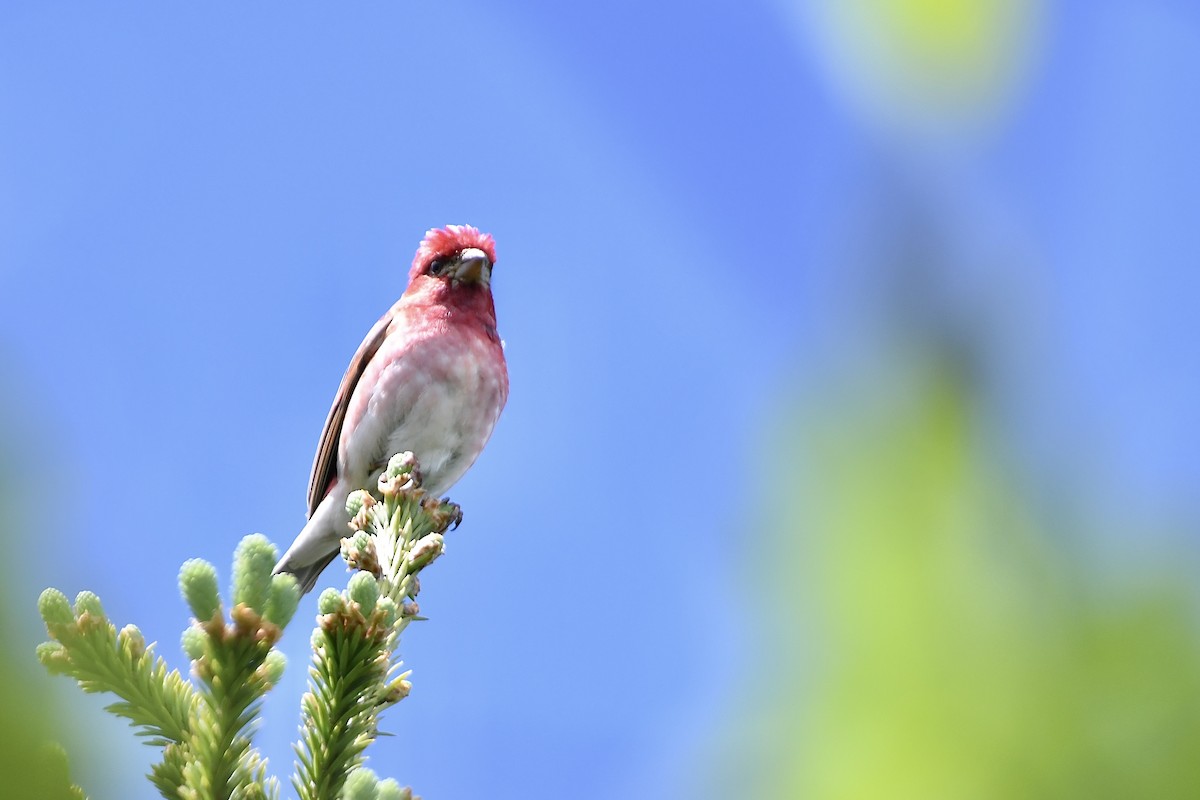 Purple Finch (Eastern) - ML620676211