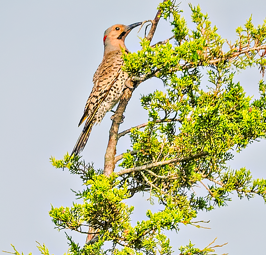 Northern Flicker (Yellow-shafted) - ML620676216