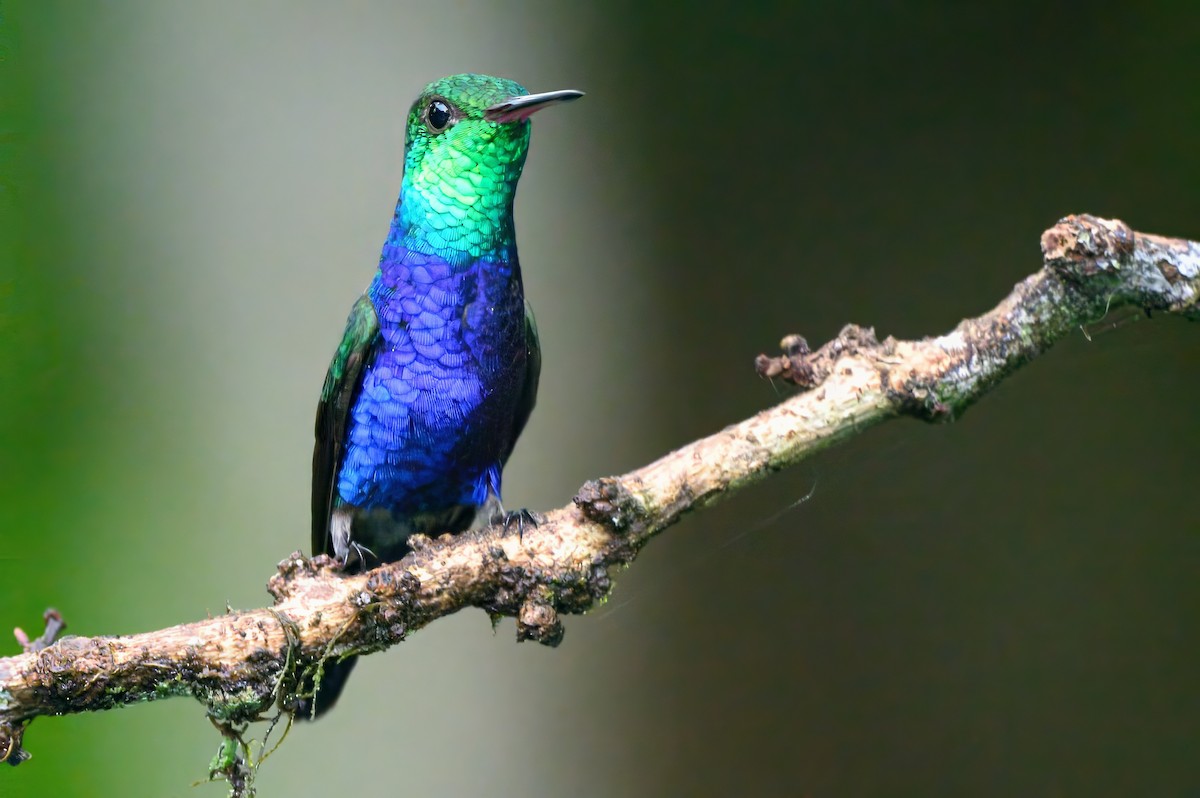 Violet-bellied Hummingbird - ML620676218