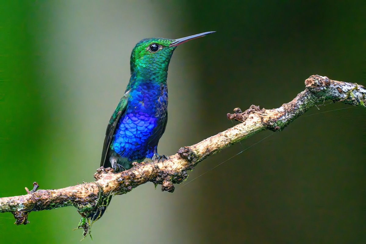 Violet-bellied Hummingbird - ML620676219