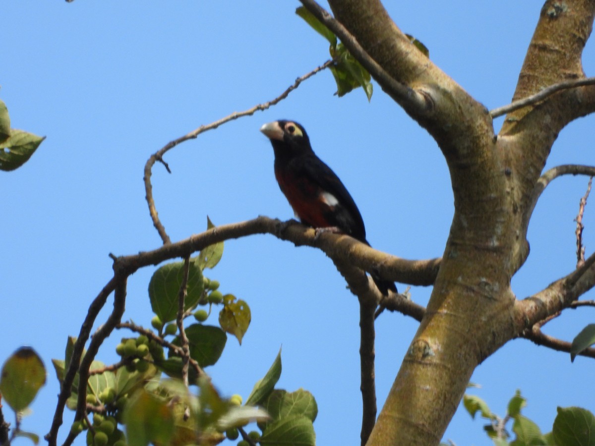 Double-toothed Barbet - ML620676221