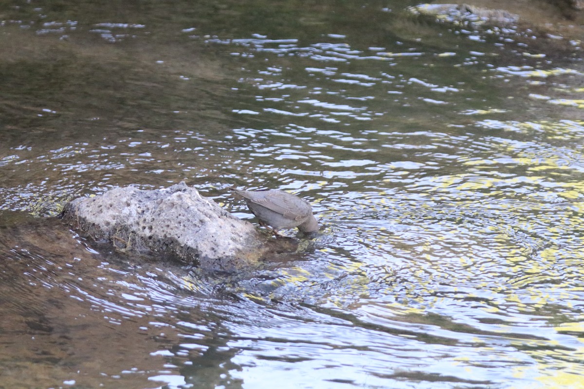 American Dipper - ML620676222