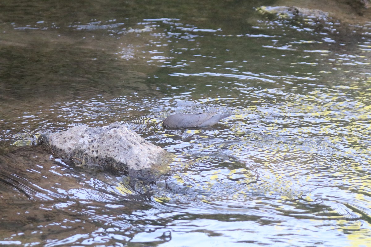 American Dipper - ML620676223