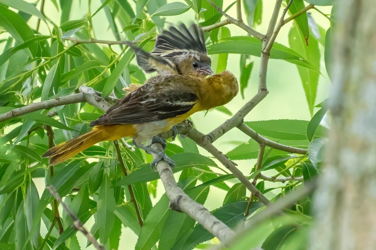 Baltimore Oriole - ML620676224