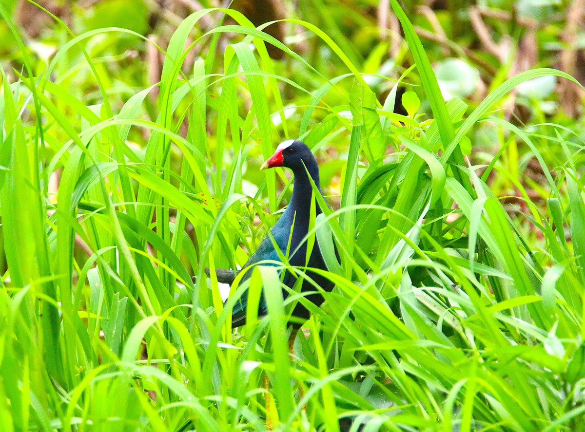 Purple Gallinule - ML620676225