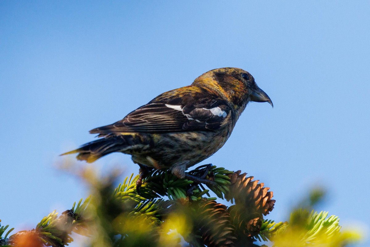 White-winged Crossbill - ML620676228