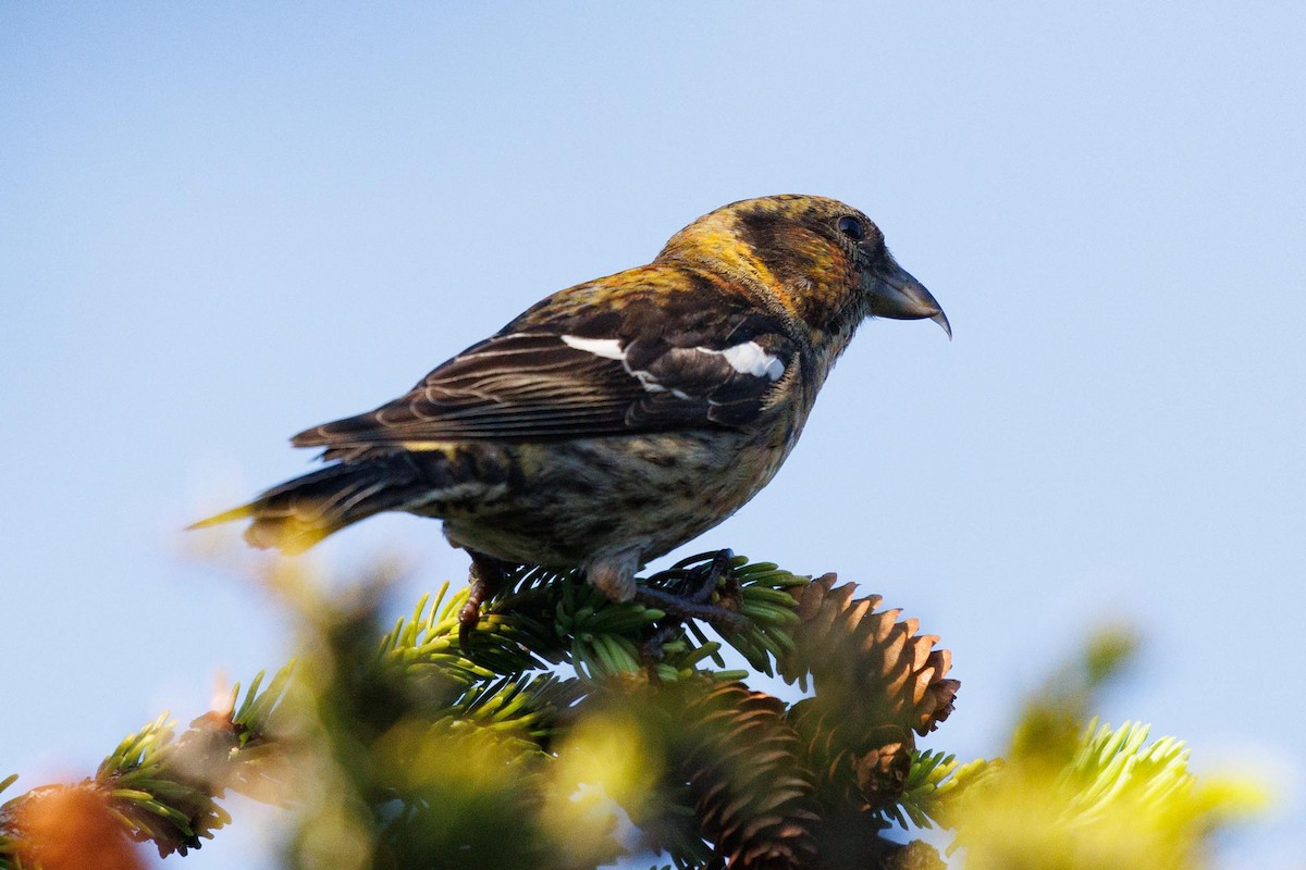 White-winged Crossbill - ML620676229