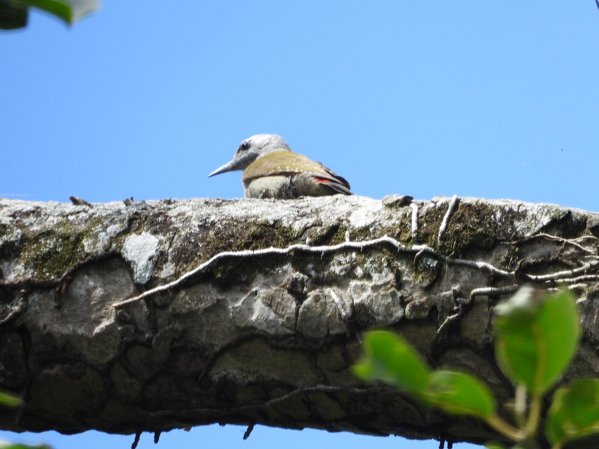 African Gray Woodpecker (Gray) - ML620676230