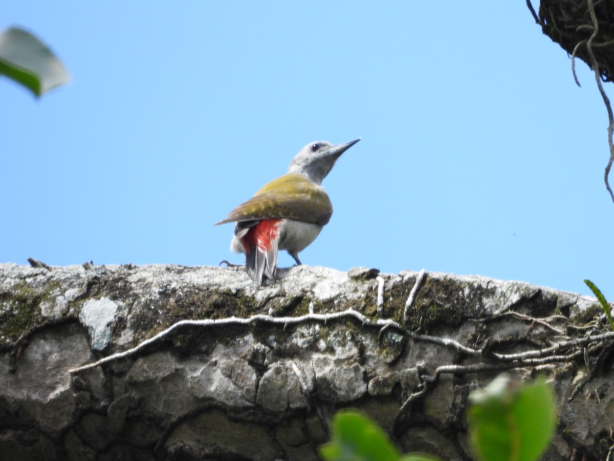 African Gray Woodpecker (Gray) - ML620676231