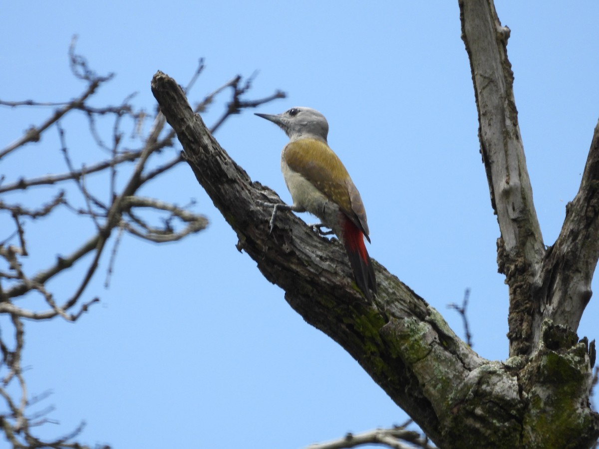 African Gray Woodpecker (Gray) - ML620676232