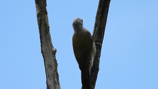 African Gray Woodpecker (Gray) - ML620676234