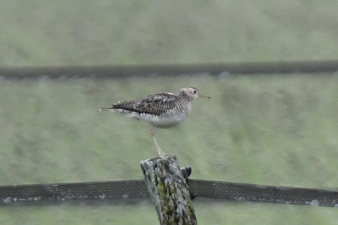 Upland Sandpiper - ML620676236