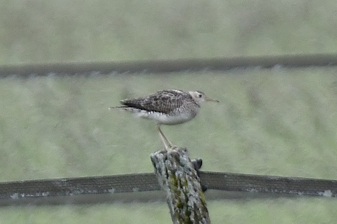 Upland Sandpiper - ML620676237