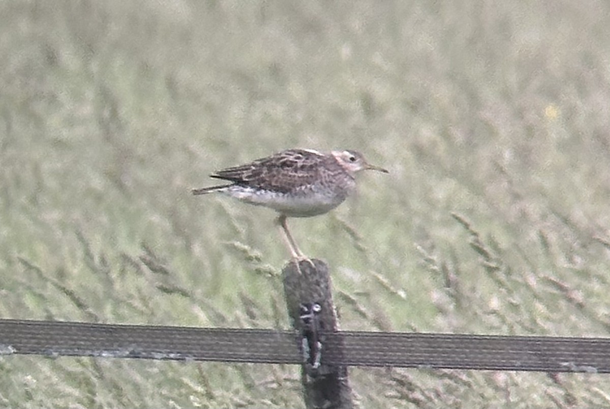 Upland Sandpiper - ML620676238