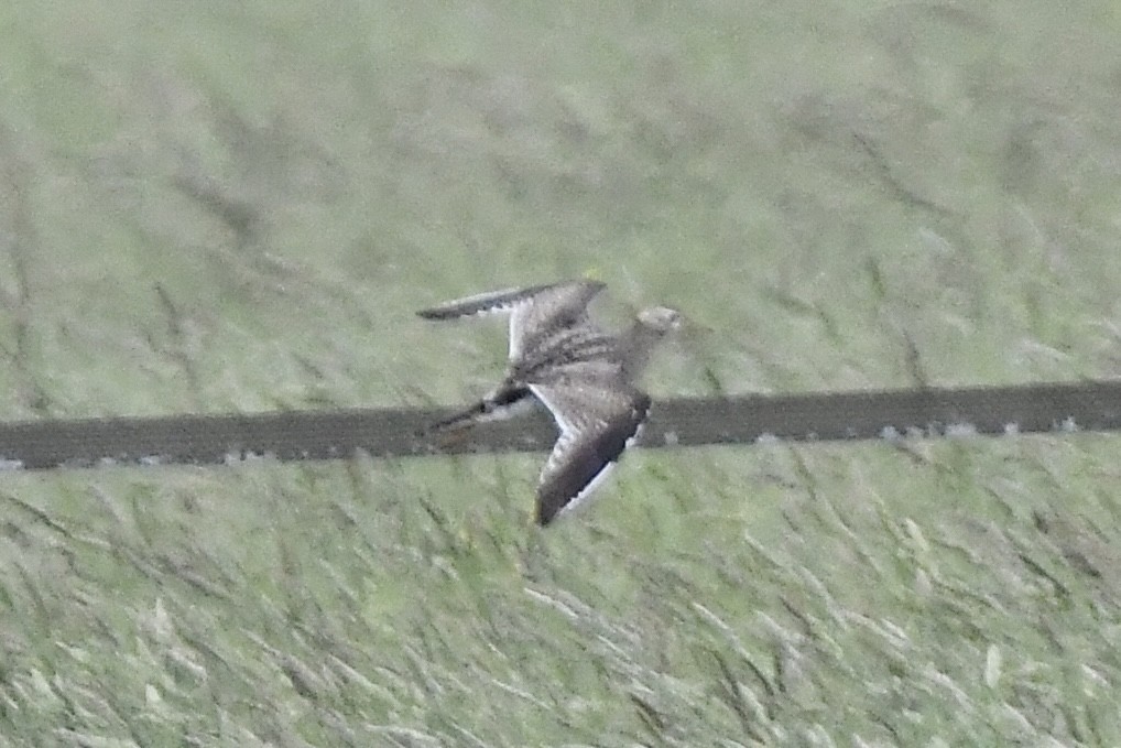 Upland Sandpiper - ML620676239