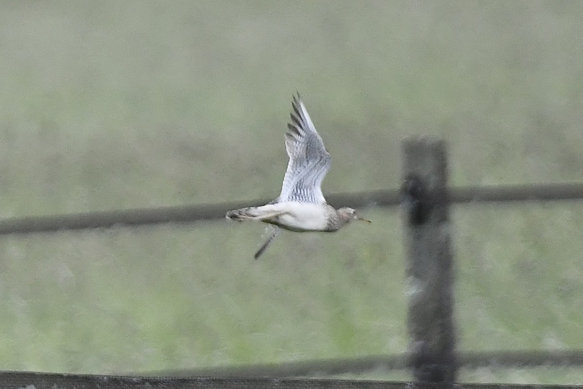 Upland Sandpiper - ML620676240