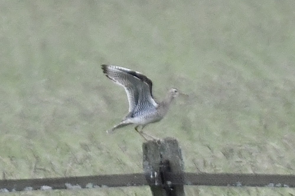 Upland Sandpiper - ML620676241