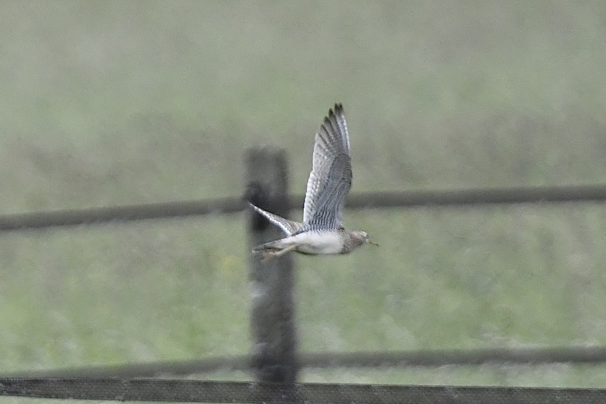 Upland Sandpiper - ML620676242