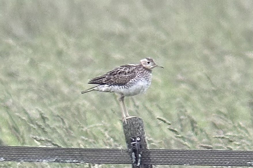 Upland Sandpiper - ML620676243