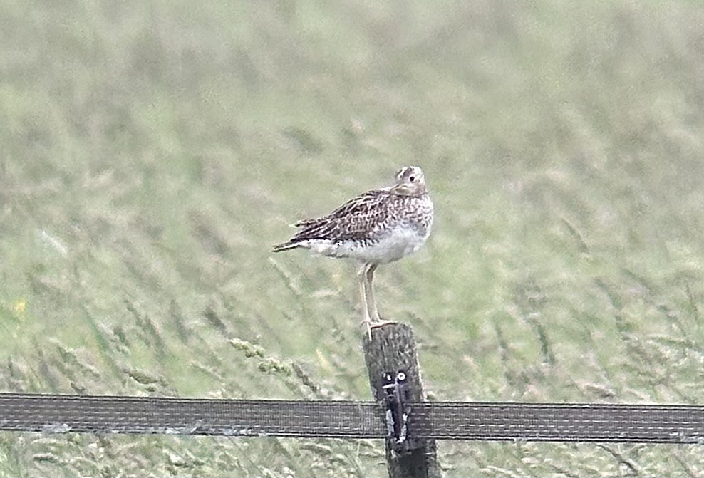 Upland Sandpiper - ML620676244