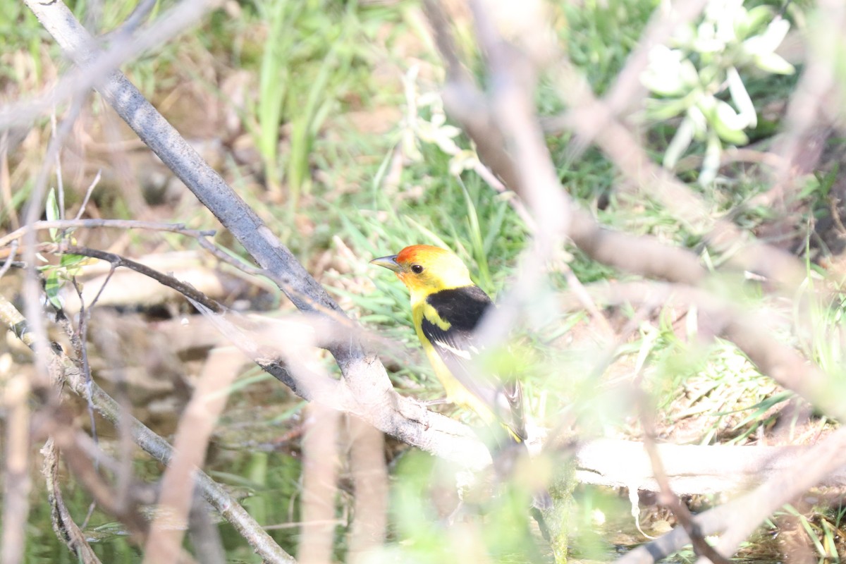 Western Tanager - ML620676245