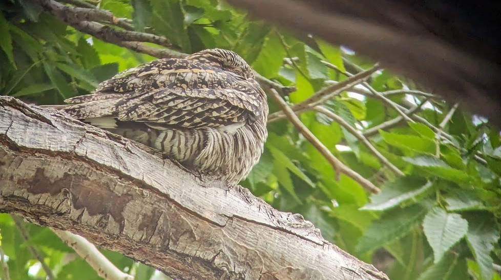 Common Nighthawk - Jon. Anderson