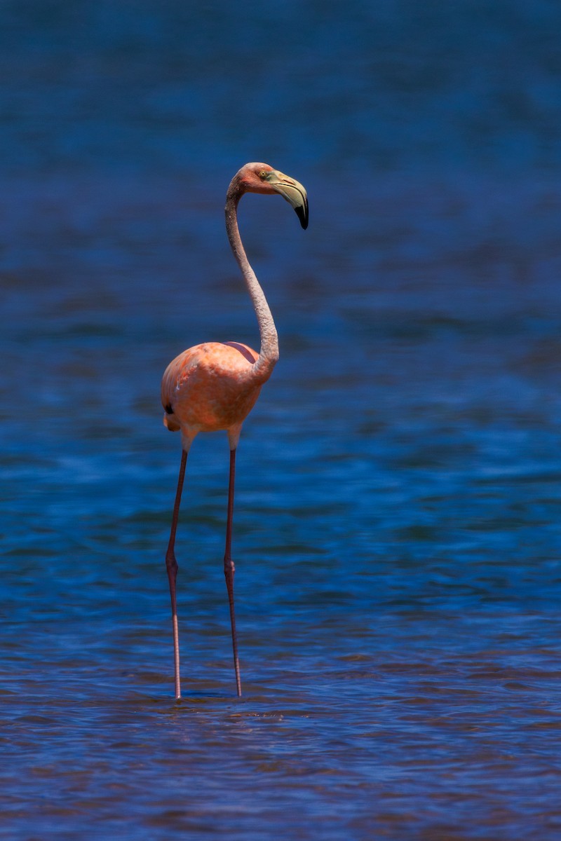 American Flamingo - Chris Kennelly