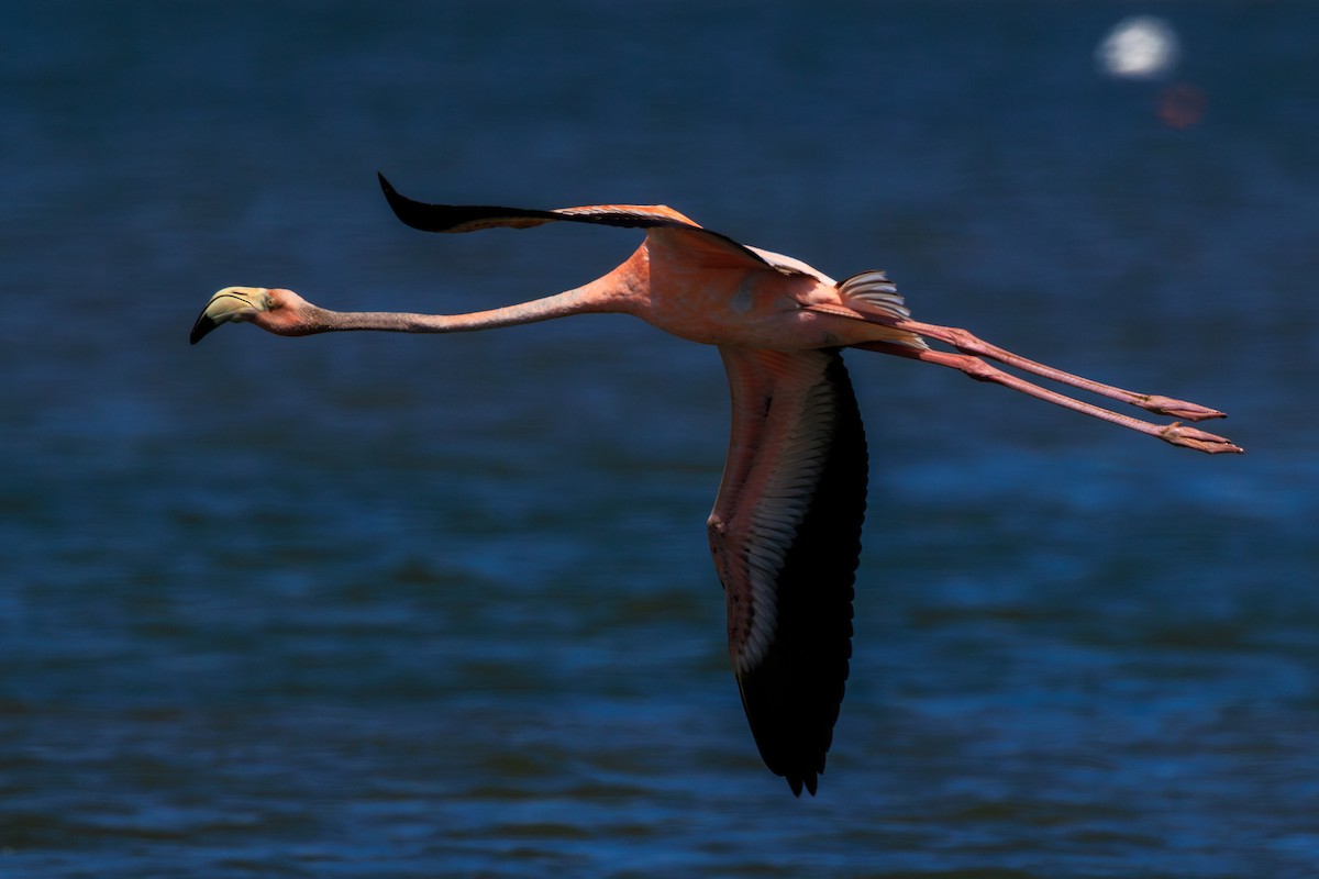 American Flamingo - ML620676252