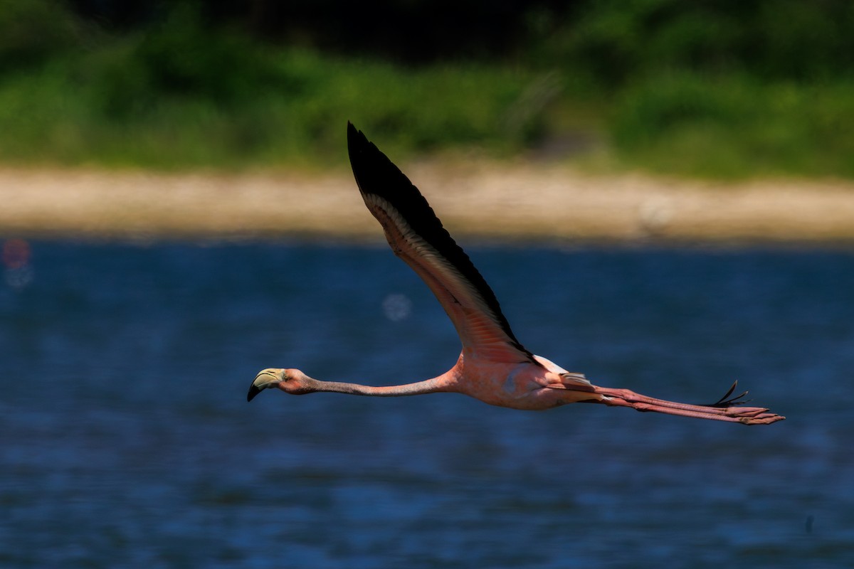 American Flamingo - ML620676253