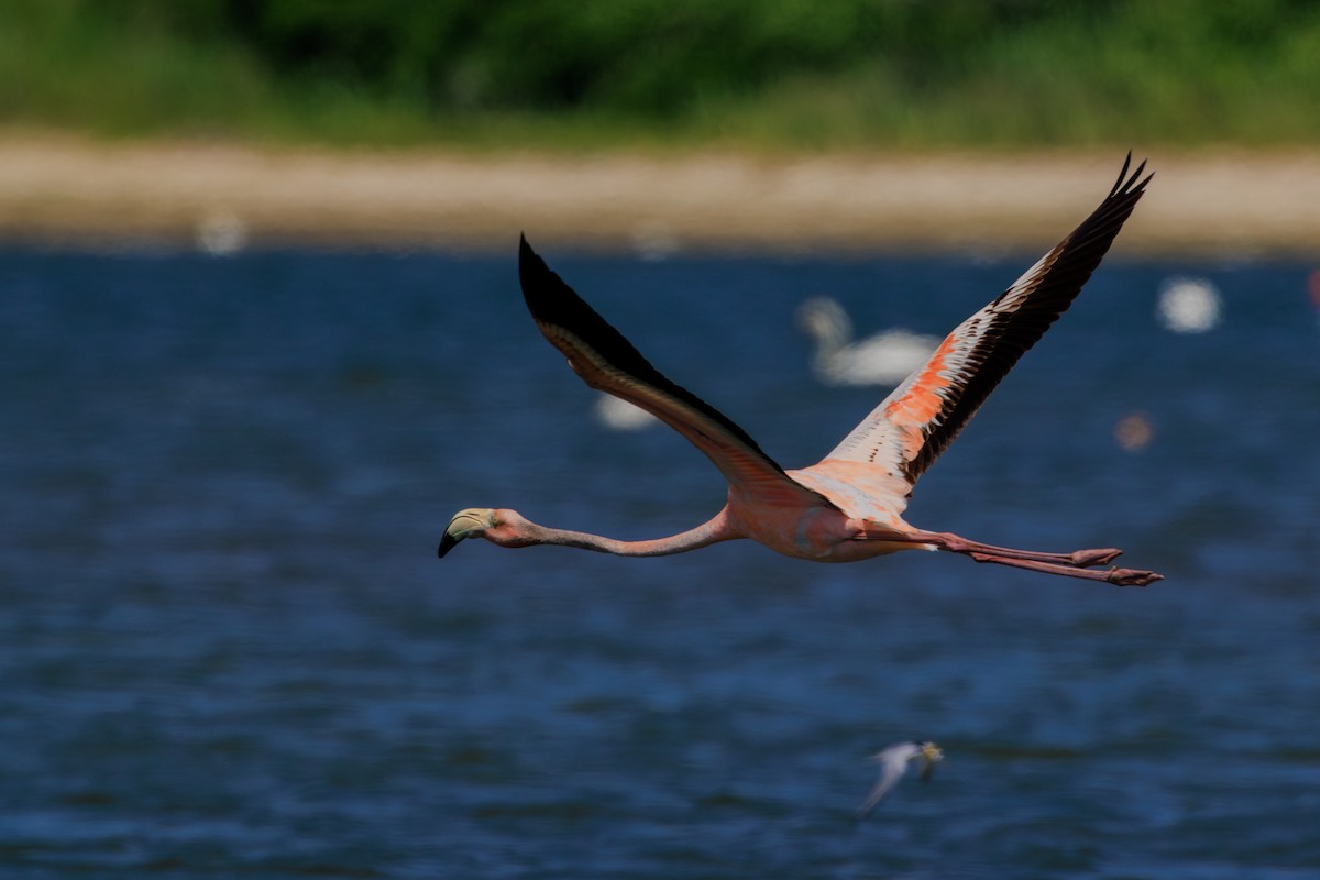 American Flamingo - Chris Kennelly