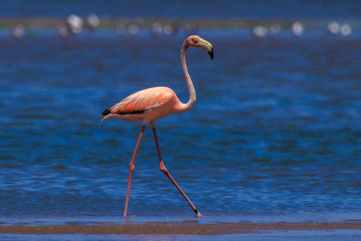 American Flamingo - ML620676255