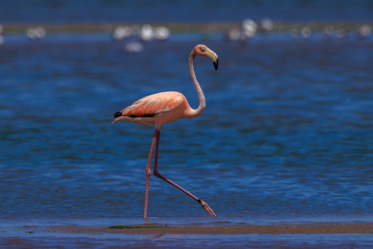 American Flamingo - ML620676256