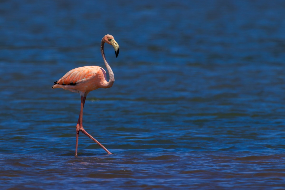 American Flamingo - ML620676262