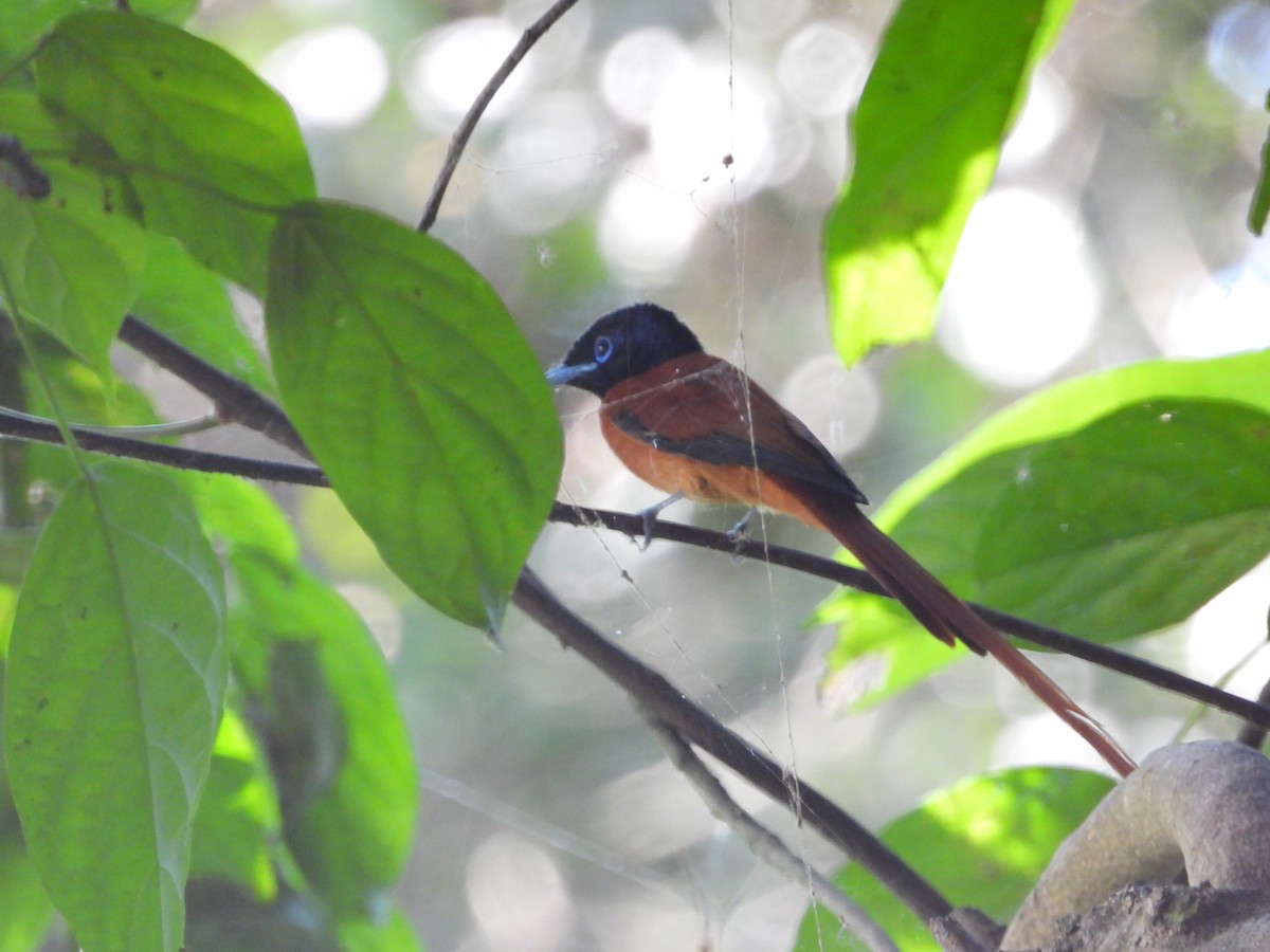 Black-headed Paradise-Flycatcher - Jonathan Onongo