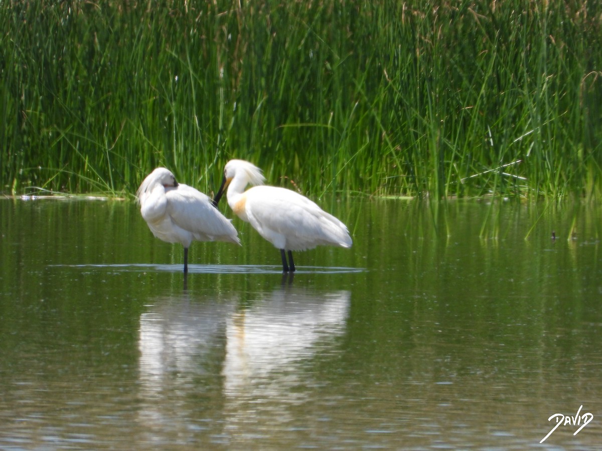 Eurasian Spoonbill - ML620676268