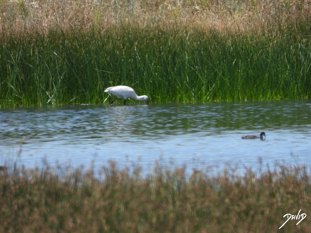 Eurasian Spoonbill - ML620676271