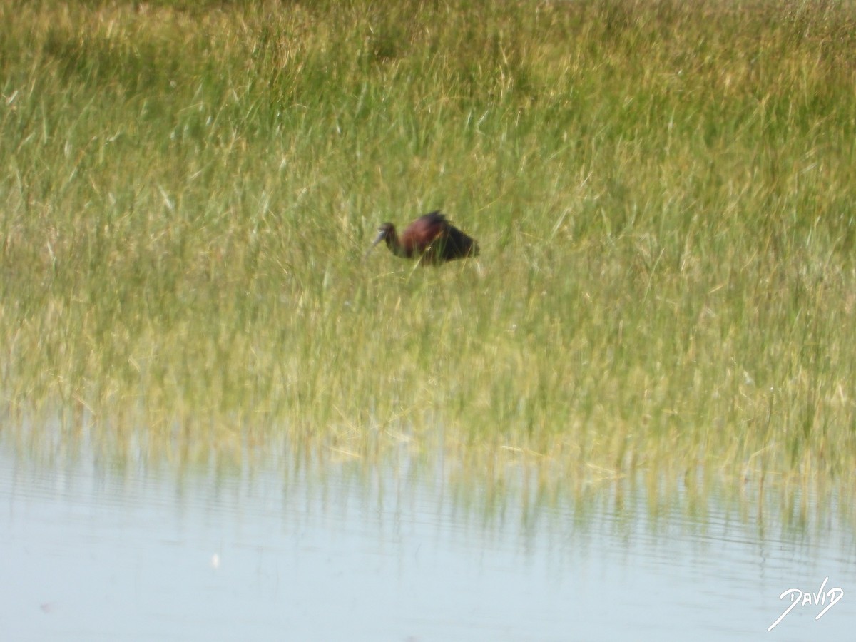 Glossy Ibis - ML620676273