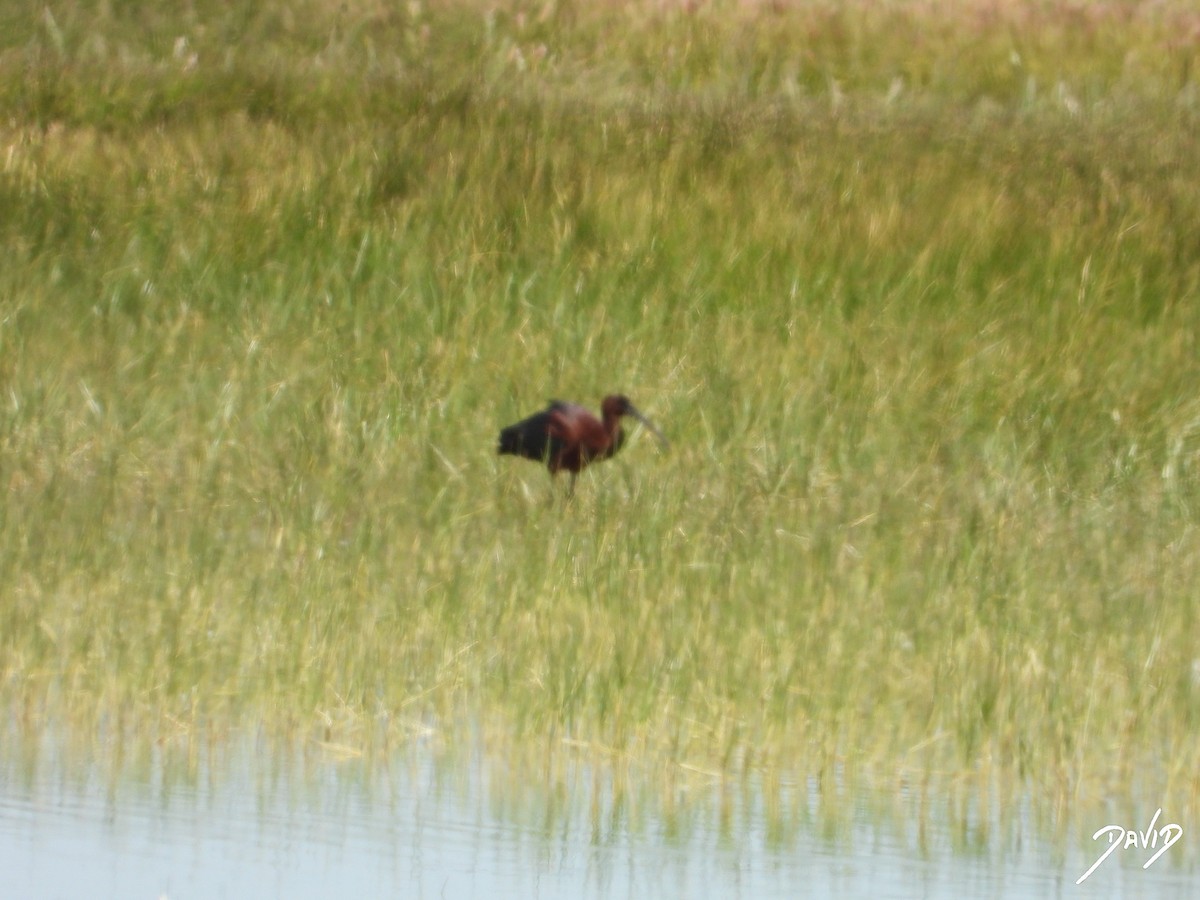 Glossy Ibis - ML620676275