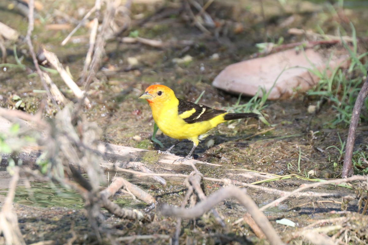 Western Tanager - ML620676277