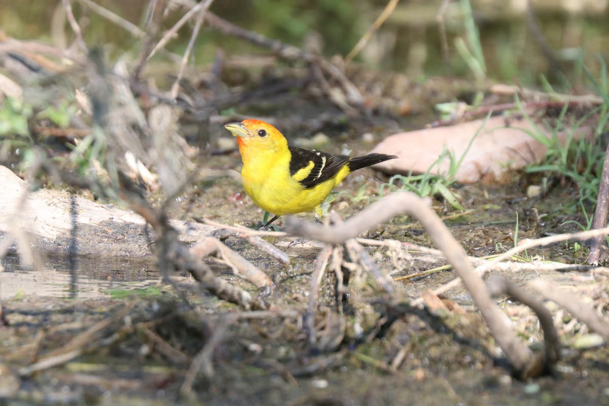 Western Tanager - ML620676278