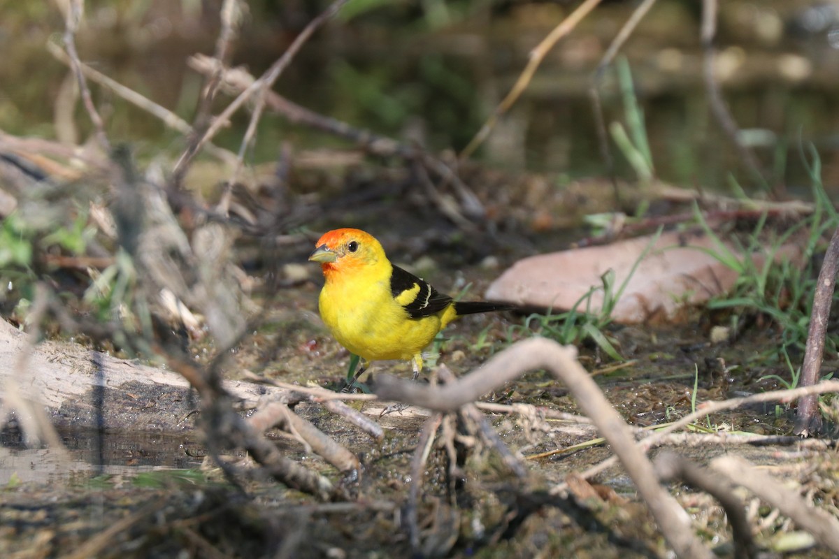Western Tanager - ML620676280