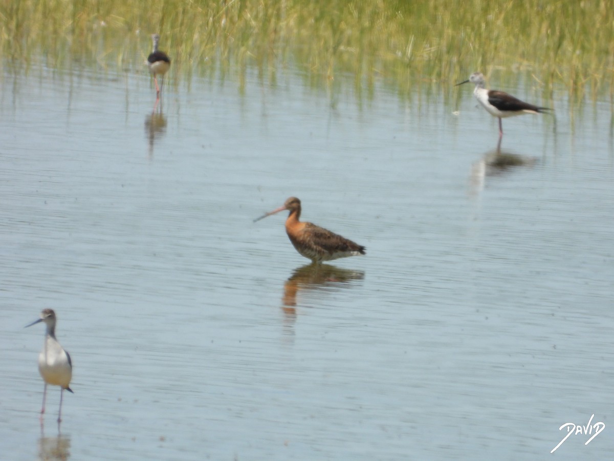 Black-tailed Godwit - ML620676282