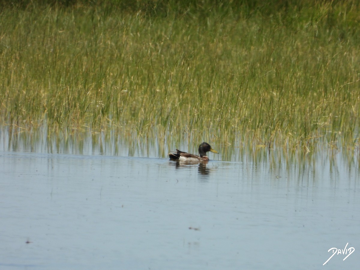 Canard colvert - ML620676290