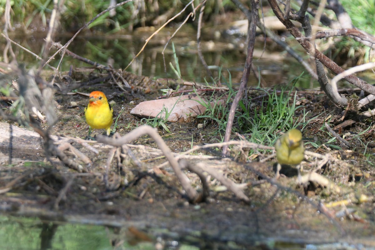 Western Tanager - Matt Conn