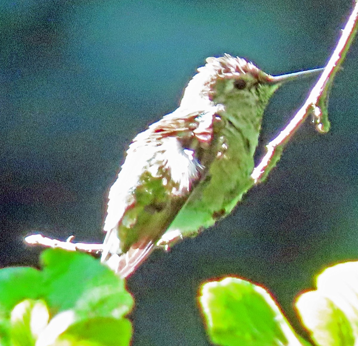 Anna's Hummingbird - ML620676294