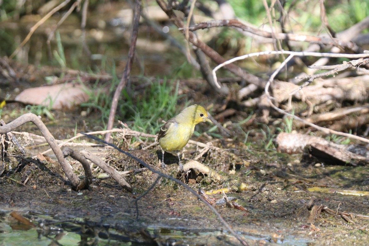 Western Tanager - ML620676295